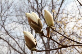 芽吹き　イメージ