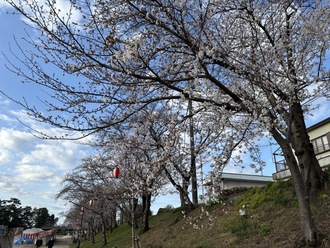 桜