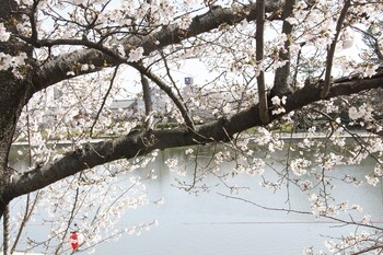 天王川公園桜